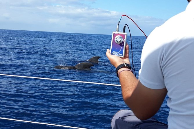 Whale and Dolphin Watching Sailing Boat with Drinks, Snacks and Swimming Time - The group size and boat feel: calm beats crowds