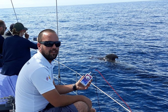 Whale and Dolphin Watching Sailing Boat with Drinks, Snacks and Swimming Time - Price and value: is $78.44 a deal or premium pricing?