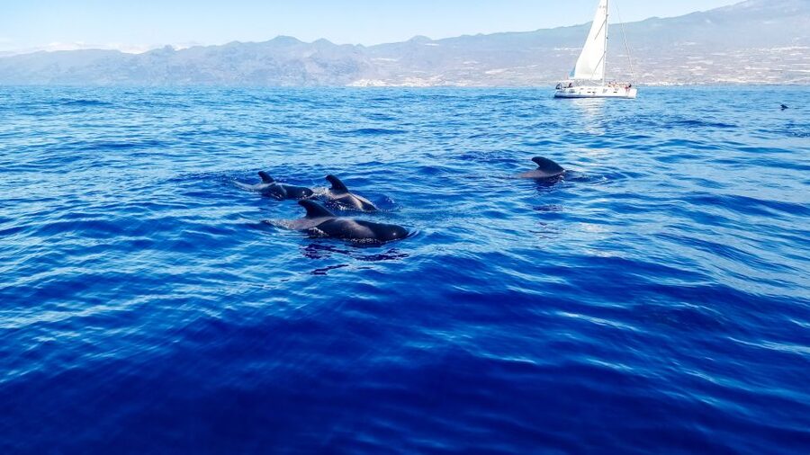 Whale and Dolphin Watching Sailing Tour – Los Gigantes (3H) - Quick hits: what makes this sail worth your time