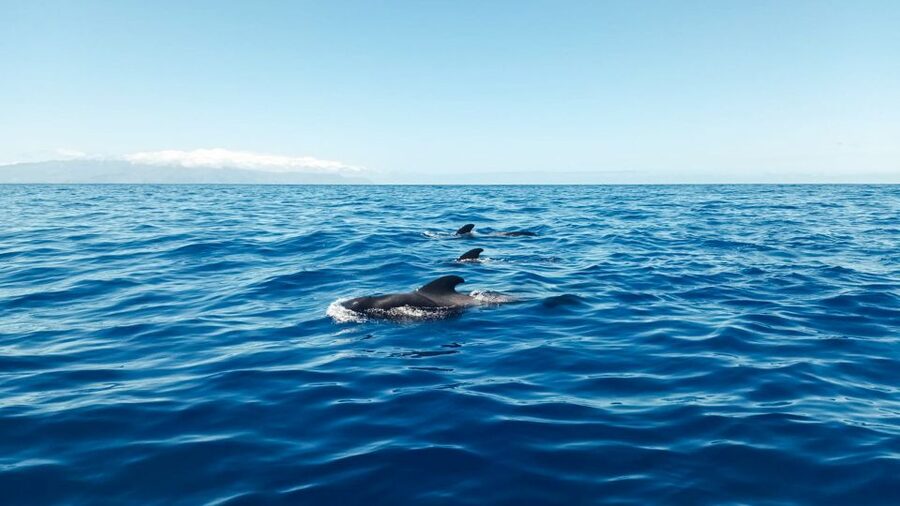 Whale and Dolphin Watching Sailing Tour – Los Gigantes (3H) - Step aboard the El Mojo Picón: comfort for a small crew