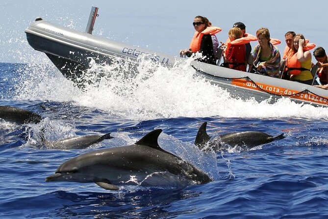 Whale and Dolphin Watching Tour from Funchal - Key highlights you’ll feel right away