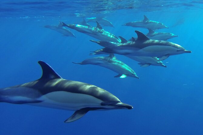 Whale and Dolphin Watching Tour from Funchal - Rota dos Cetáceos off Funchal: why this tour is built for real sightings