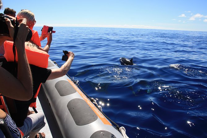 Whale and Dolphin Watching Tour from Funchal - On the water: what you can realistically expect to see