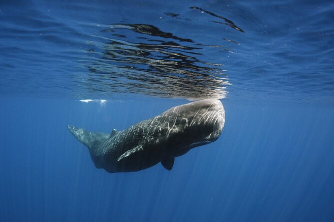 Whale and Dolphin Watching Tour from Funchal - Snorkelling time and the dolphin-swim possibility: plan for bonuses, not certainties