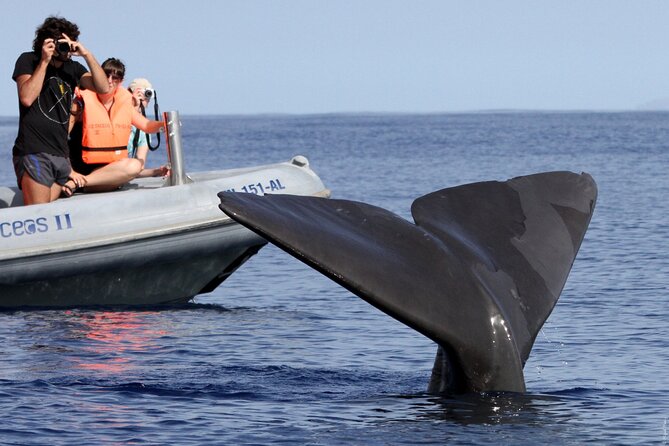 Whale and Dolphin Watching Tour from Funchal - The two-chance system: a second spotting trip if you see nothing