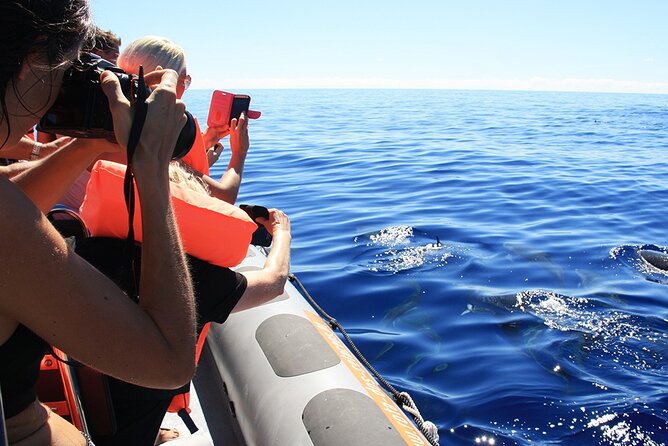 Whale and Dolphin Watching Tour from Funchal - Boat comfort, motion, and what to wear in Madeira weather