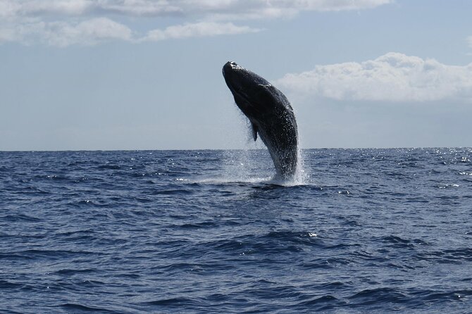 Whale and Dolphin Watching Tour from Funchal - Where to go in Funchal: the meeting point that keeps you from stressing