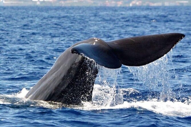Whale and Dolphin Watching Tour from Funchal - The pre-boat marine biologists briefing: the best way to spot more