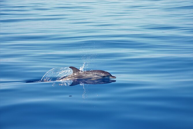 Whale and Dolphin Watching Tour in Madeira - Snorkeling and swimming in Madeira’s south-west water (without the stress)