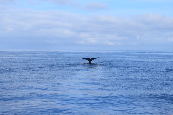 Whale and Dolphin Watching Tour in Madeira - Sunset and sparkling wine departures: a key twist for whale lovers