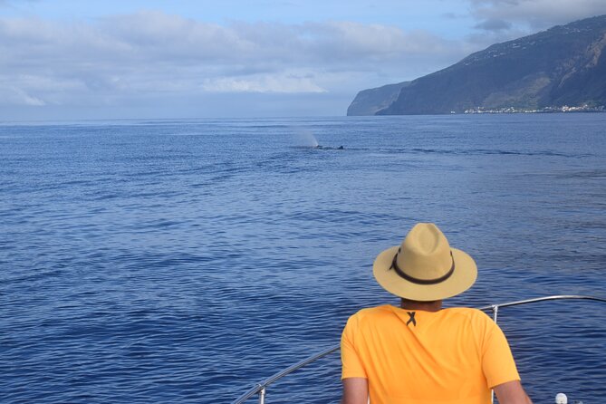 Whale and Dolphin Watching Tour in Madeira - Price and value: what $83.44 covers (and what it doesn’t)
