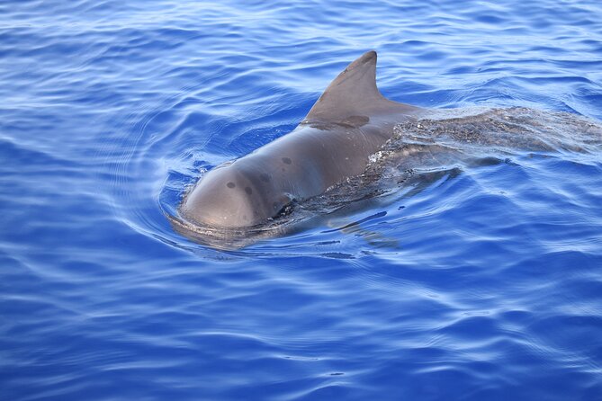 Whale and Dolphin Watching Tour in Madeira - Who this tour is best for (and when to reconsider)