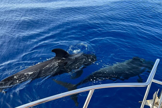 Whale and dolphin watching tour Los Gigantes and Masca in small groups - Playa San Juan departure: where the trip begins and why it helps