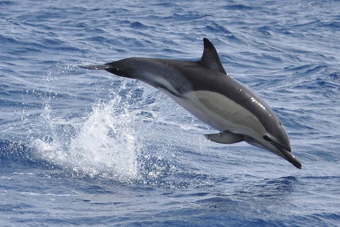 Whale and Dolphin Watching Tour on Pico Island - Guided Explanations That Make the Sighting Stick
