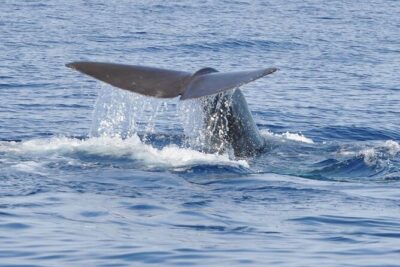 Whale and Dolphin Watching Tour on Pico Island - Safety on the Water: How They Keep Watching Without Harming the Moment