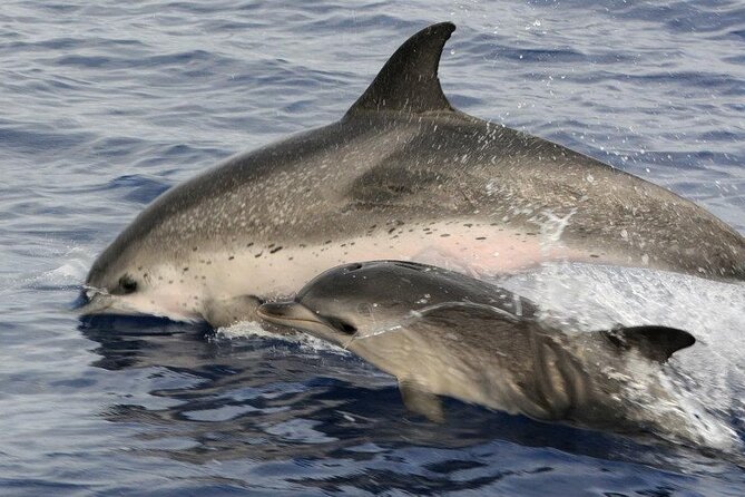 Whale and Dolphin Watching Tour on Pico Island - What You Pay: Price, Group Size, and Why $78.10 Can Be Good Value