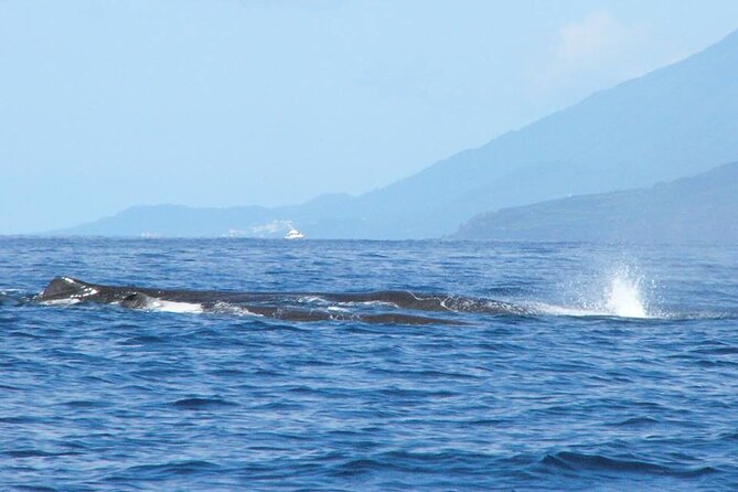 Whale and Dolphin Watching Tour on Pico Island - Where Pico Fits In: The Unique Advantage of This Starting Point