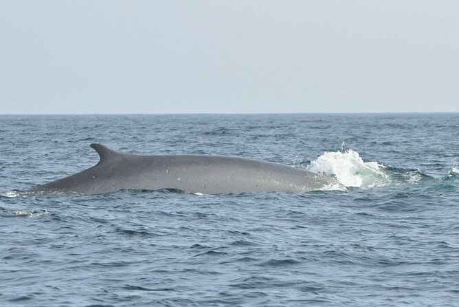 Whale and Dolphin Watching Tour on Pico Island - Weather Rules and Real-Life Timing: How to Plan So You’re Not Stuck