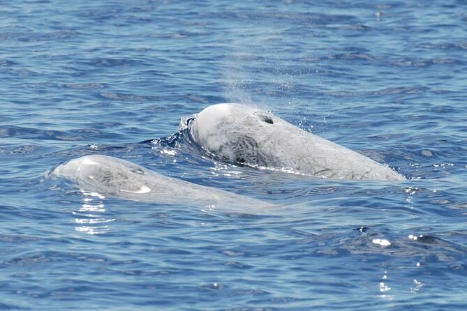 Whale and Dolphin Watching Tour on Pico Island - Who Should Book This Tour (and Who Might Skip It)