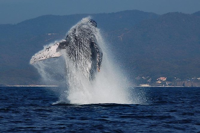 Whale and Dolphin Watching with a Biologist in Puerto Vallarta - Key things I’d circle before you go