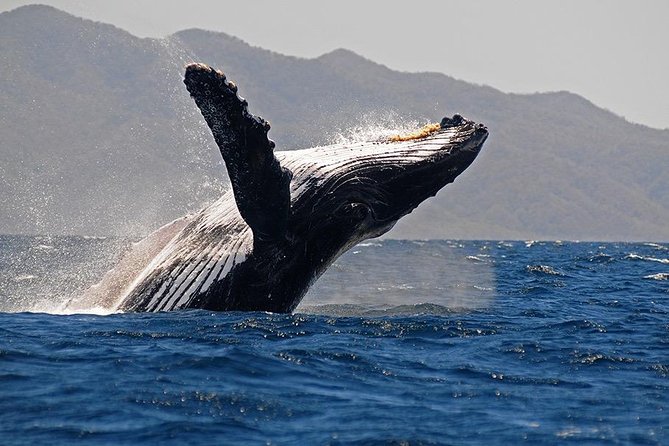 Whale and Dolphin Watching with a Biologist in Puerto Vallarta - Whale Season in Puerto Vallarta: Why This 4-Hour Trip Works