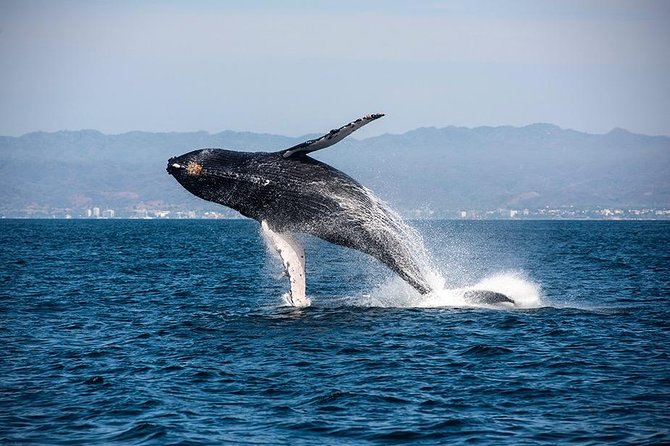 Whale and Dolphin Watching with a Biologist in Puerto Vallarta - Dolphin Watching Bonus: A Mix of Species You Can Learn to Spot
