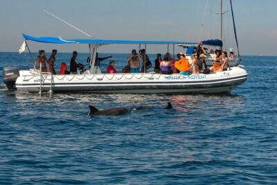 Whale and Dolphin Watching with a Biologist in Puerto Vallarta - Out on the Water With a Biologist: What You’ll Actually Do