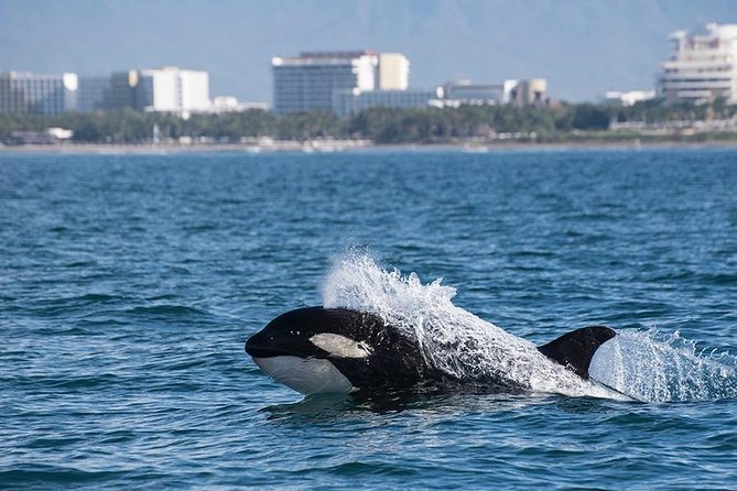 Whale and Dolphin Watching with a Biologist in Puerto Vallarta - Citizen Science on a Whale Research Mission: Why Your Participation Matters