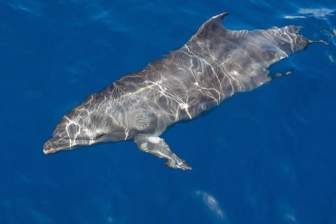 Whale and Dolphin Watching Yacht Trip in Puerto Colon - Key things that make this yacht trip work