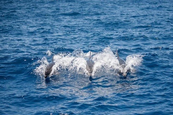 Whale and Dolphin Watching Yacht Trip in Puerto Colon - Why Puerto Colón is such a strong starting point for whales in Tenerife