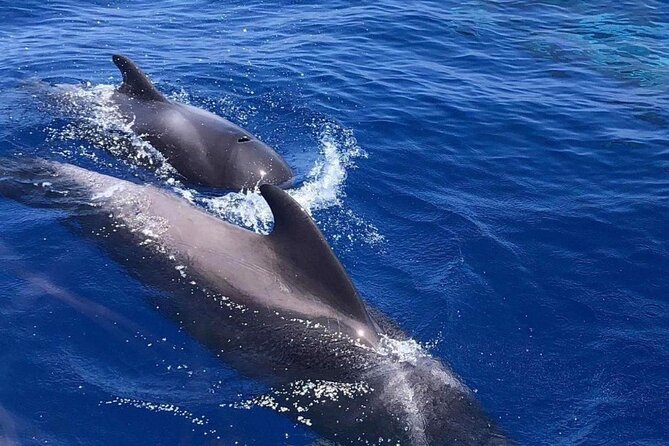 Whale and Dolphin Watching Yacht Trip in Puerto Colon - What you’ll eat and drink on deck (and why it’s not just a filler)