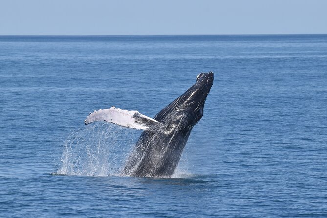 Whale Dolphin and Bird Watching Ecotour Cruise - Key Points Worth Planning For