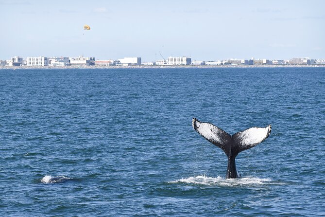 Whale Dolphin and Bird Watching Ecotour Cruise - Marine Biologists and the Hands-On Touch Tank: Why This Tour Feels Different