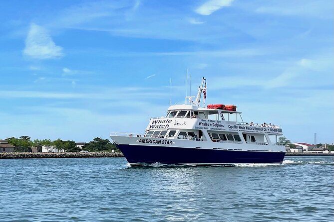 Whale Dolphin and Bird Watching Ecotour Cruise - What You’ll Actually See: Dolphins, Baleen Whales, Sea Turtles, and Birds