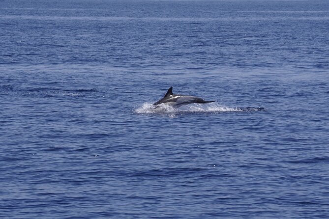 Whale & Dolphin Observation on Electric Sailing Boat in Denia - Key Things I’d Watch For on This Denia Electric Sail
