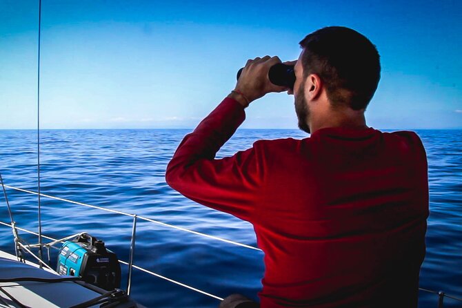 Whale & Dolphin Observation on Electric Sailing Boat in Denia - Cabo San Antonio Marine Reserve: Where the Coast Does the Talking
