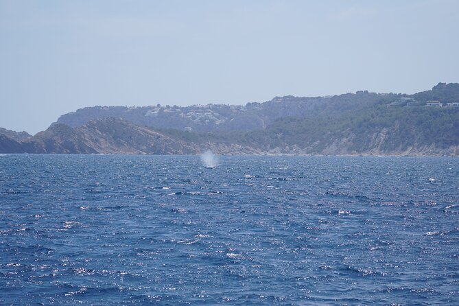 Whale & Dolphin Observation on Electric Sailing Boat in Denia - Wildlife Reality Check: What You Can Expect to See
