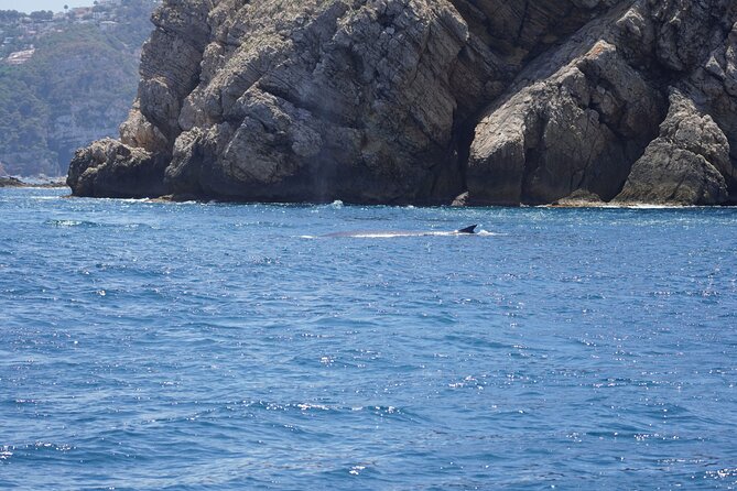 Whale & Dolphin Observation on Electric Sailing Boat in Denia - The Boat Experience: Small Group Comfort and Real Focus