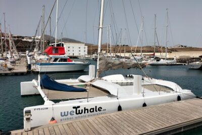 Whale & Dolphin Observation on Silent Catamaran with Hydrophone - The Route: What Happens in Those 3–4 Hours