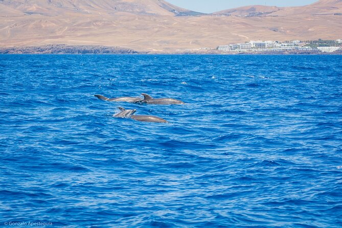 Whale & Dolphin Observation on Silent Catamaran with Hydrophone - Conservation Connection: Where Your Ticket Money Can Go