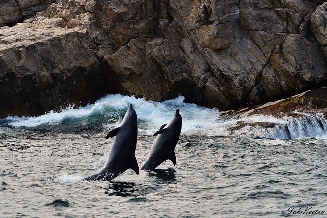 Whale, Dolphin & Penguin Island Cruise - Algoa Bay at 8am: setting sail from Port Elizabeth