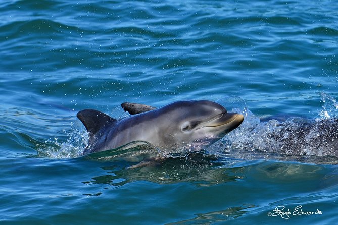 Whale, Dolphin & Penguin Island Cruise - St. Croix Island penguins: endangered African birds and a conservation lens