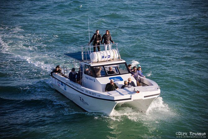 Whale, Dolphin & Penguin Island Cruise - Other marine wildlife you may spot on the water