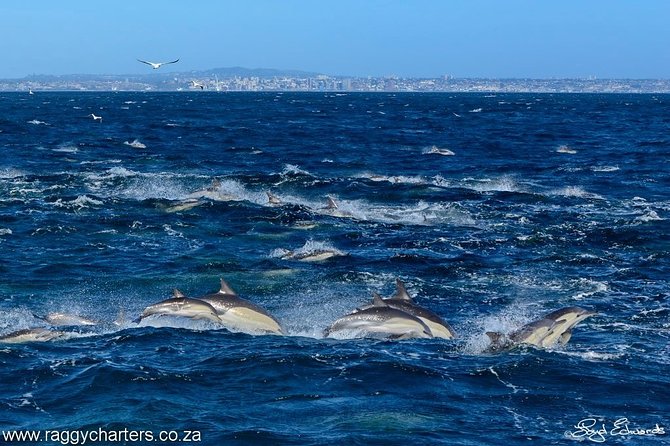 Whale, Dolphin & Penguin Island Cruise - Small boat comfort, safety, and why the group size matters