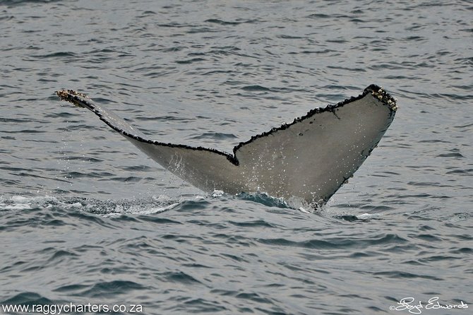 Whale, Dolphin & Penguin Island Cruise - When to book and when you might see more