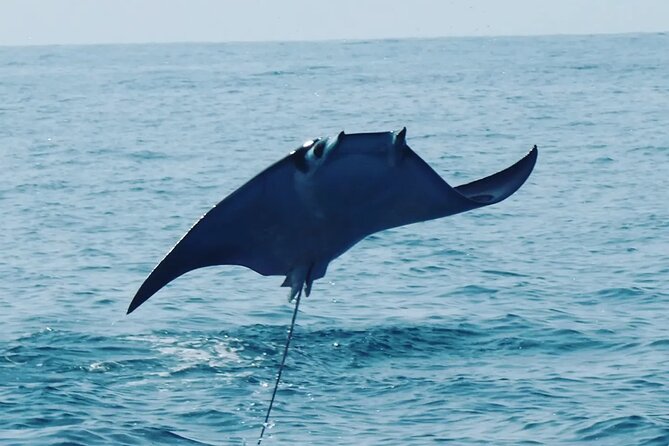 Whale & Dolphin Watching - Key things to know before you go