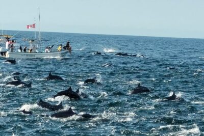 Whale & Dolphin Watching - Puerto Escondido marine viewing, kept intimate