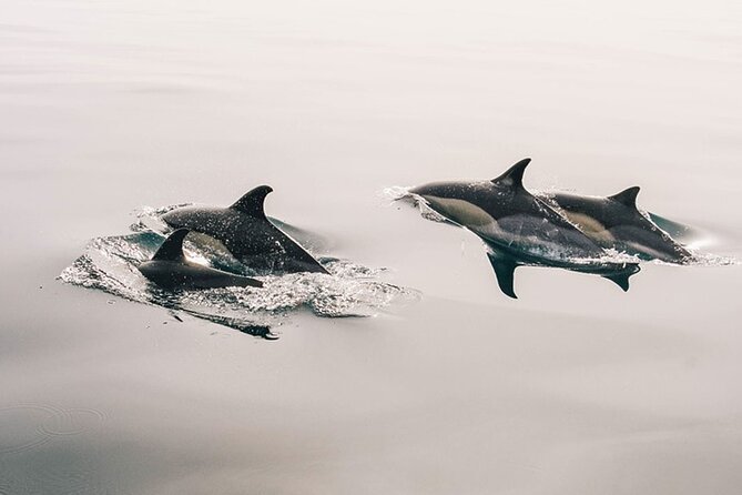 Whale & Dolphin Watching Boat Trip in Tenerife On a Sailing Boat (3 Hr) - Key points to know before you go