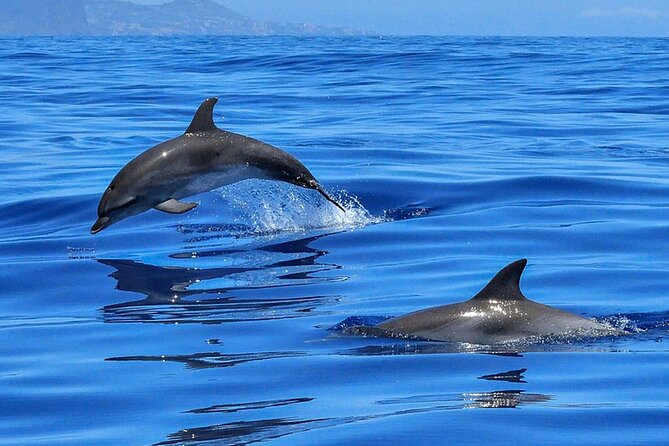 Whale & Dolphin Watching Boat Trip in Tenerife On a Sailing Boat (3 Hr) - The swim stop in a secluded bay: the break that makes the trip feel complete