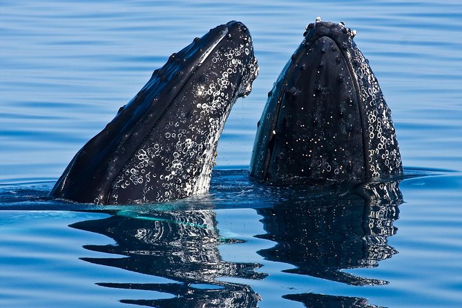 Whale & Dolphin Watching Cruise in Puerto Vallarta All Inclusive - Key things I’d spotlight before you book